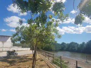 EL PUERTO, EL ACEITUNO