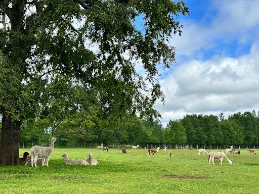 GRANJA LLAMAS DEL SUR