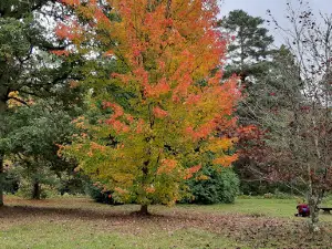 Blackwater Arboretum