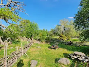 Rumskulla oak