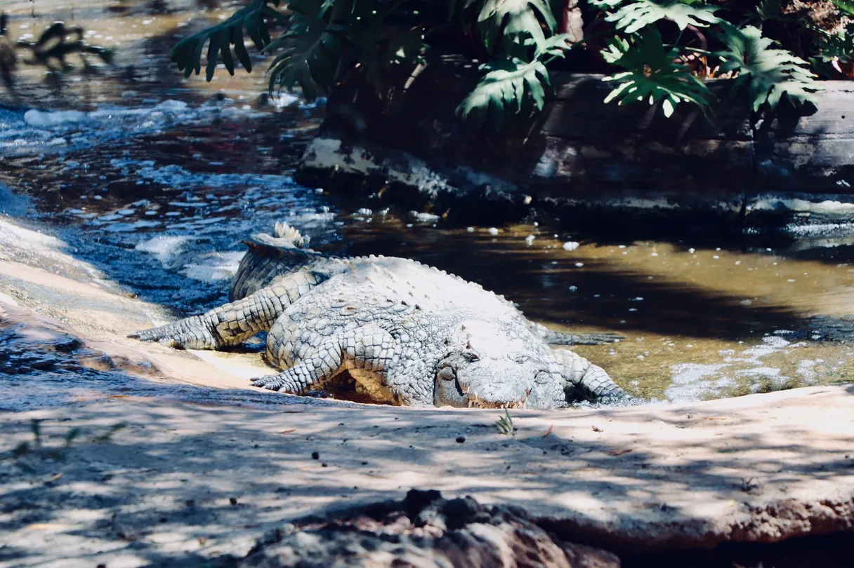 3_Cocodrilo Park Gran Canaria