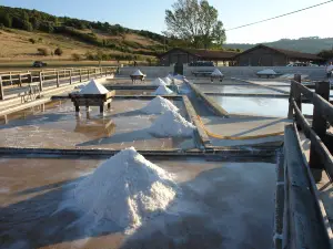 Salinas de Rio Maior