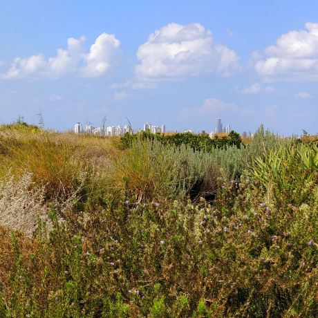 Ariel Sharon Park
