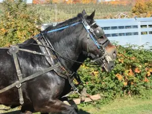 Soergel Orchards
