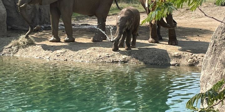 zoo di Indianapolis