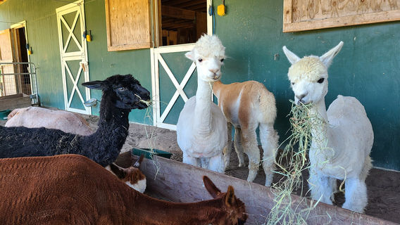Sawdust Hill Alpaca Farm