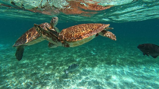 Lil Alphonse Snorkeling