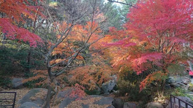 金剛公園溪谷巨石與滿山紅葉