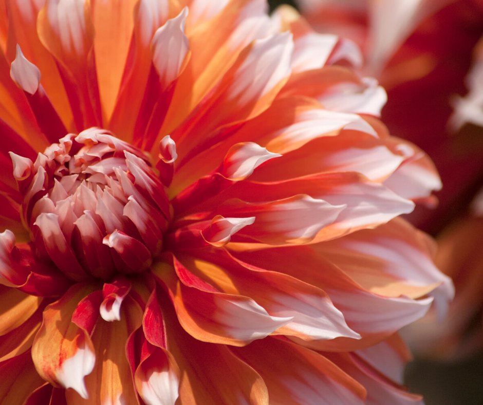 Ventnor Botanic Garden