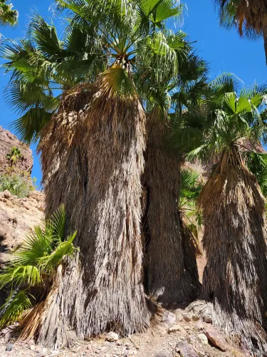 Guaymas Municipality