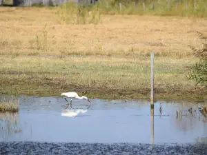 Terres d'Oiseaux