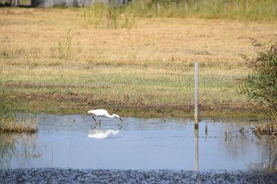 Terres d'Oiseaux