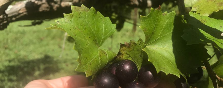 Auman Vineyards