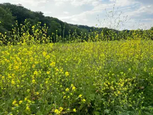 브렉스빌 레저베이션