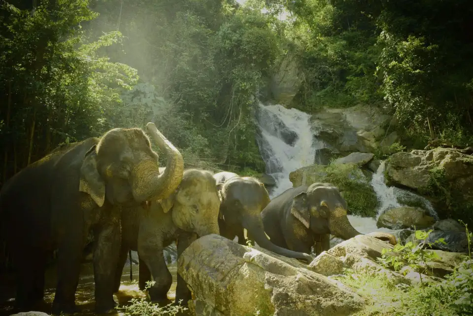 3_Elephants At Home