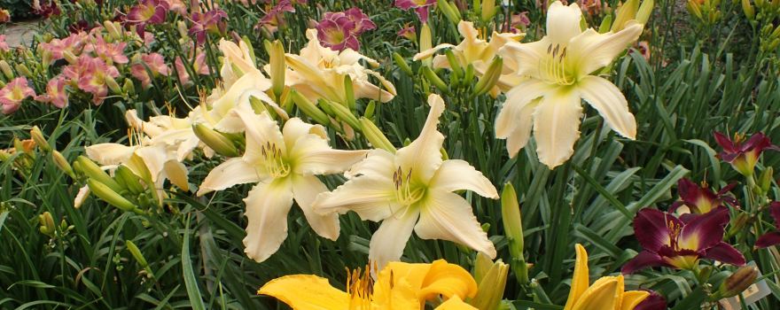 The Perennial Plant Peddler
