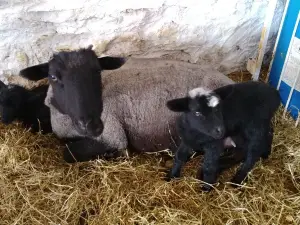 Havens Petting Farm