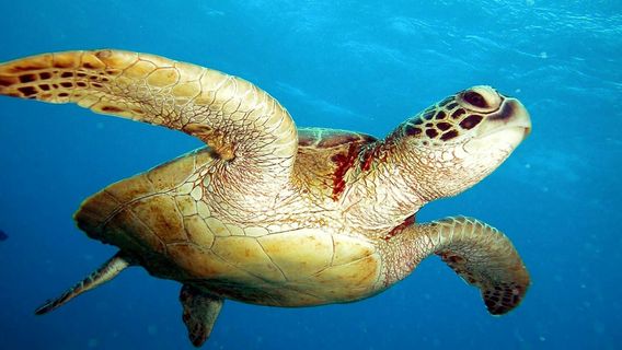 Rabaul - Kokopo Dive