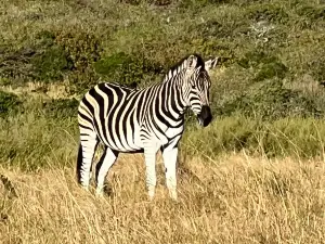 Inkwenkwezi Private Game Reserve