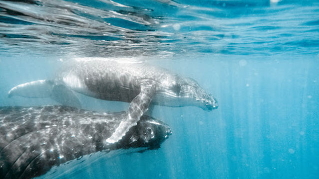 Tahiti Plongée Passion