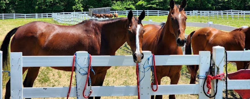 Newport Polo
