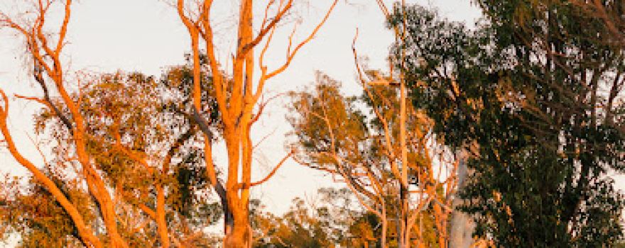 Bungendore Park