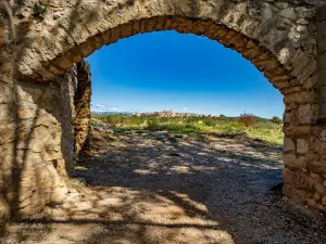 Oliveres Mil·lenàries Canet Lo Roig