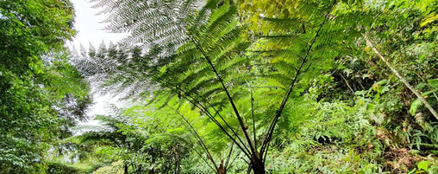 Hala Bala Wildlife Sanctuary