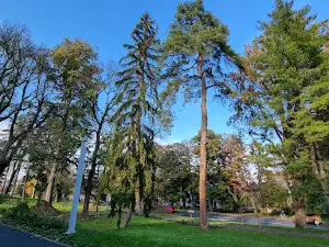 Slatinski mamutovac
