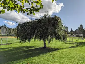 Bakerview Park