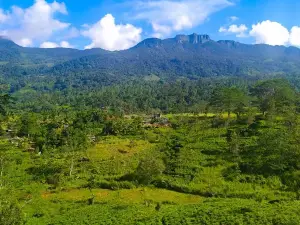 Gongala
