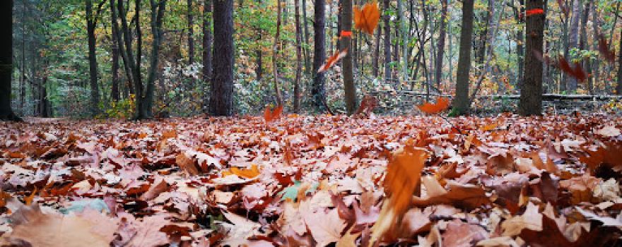 Natuurkampeerterrein De Woldberg