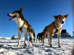 Team Lyngen Tours