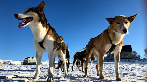 Team Lyngen Tours