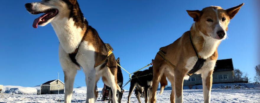 Team Lyngen Tours