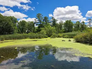 Dorchester Mill Pond EcoTrail