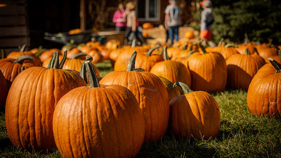 Lethbridge Corn Maze
