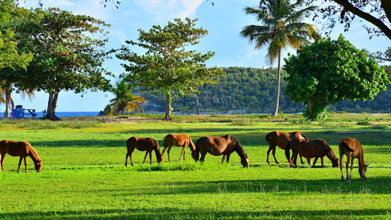Vieques
