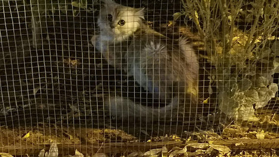 AlNahdah Sports Club