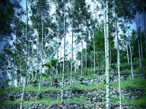 Namma Falls - Kolli Hills