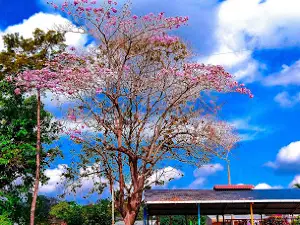 Parque Central de San Rafael Cedros