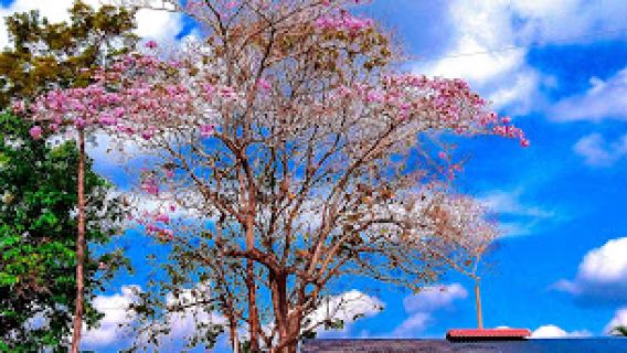 Parque Central de San Rafael Cedros