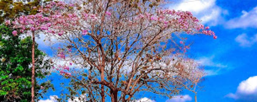 Parque Central de San Rafael Cedros