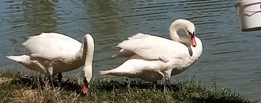 Ribički dom Ludbreg