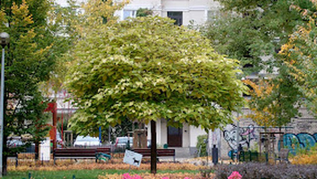 Skwer Szpitala Ewangelickiego