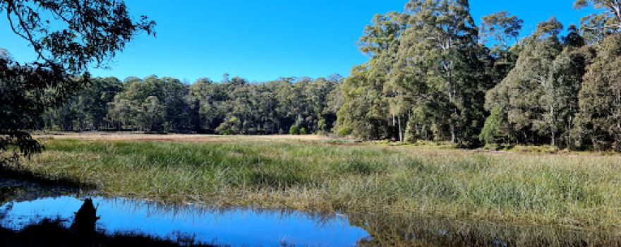 New Country Swamp campground