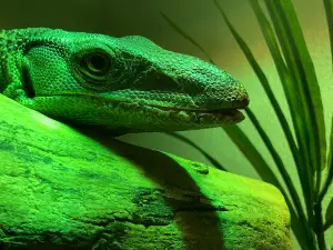 The Reptile & Amphibian Discovery Zoo