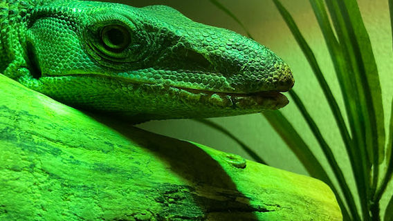 The Reptile & Amphibian Discovery Zoo