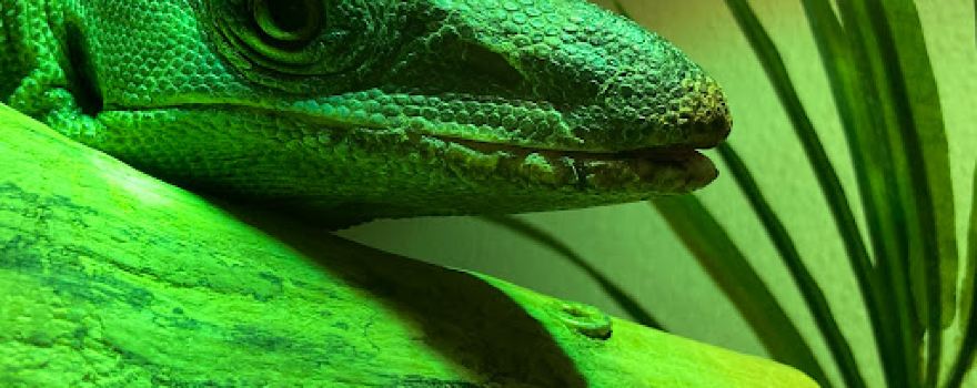 The Reptile & Amphibian Discovery Zoo