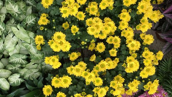 Vivero Coyoacan